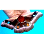 Cabbage Emperor Bunaea alcinoe Africa 15 eggs or 10 larvae, according to availability 
